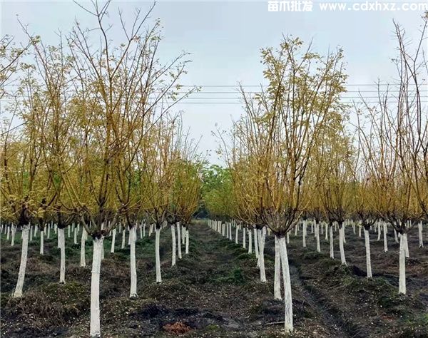 黄金槐基地实拍图片