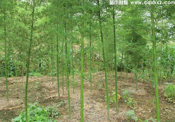 3米竹子多少钱一米？