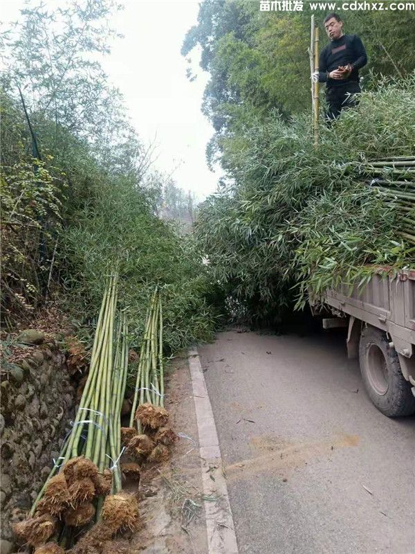 雷竹的产地图片