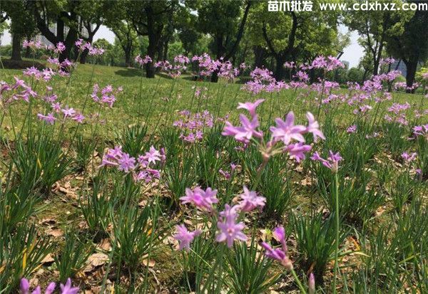 紫娇花图片