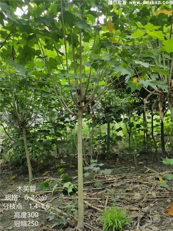 木芙蓉基地实拍图片