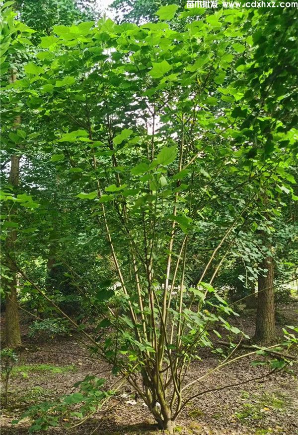 木芙蓉基地实拍图片