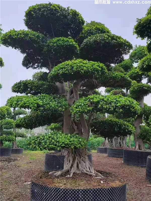 小叶榕基地实拍图片