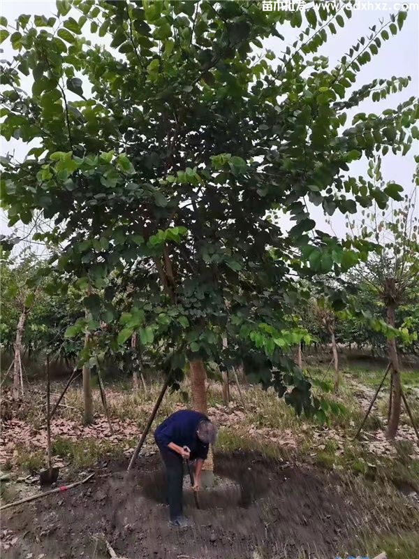 羊蹄甲基地实拍图片