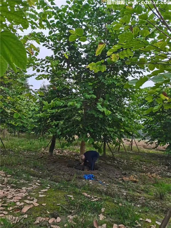 羊蹄甲基地实拍图片