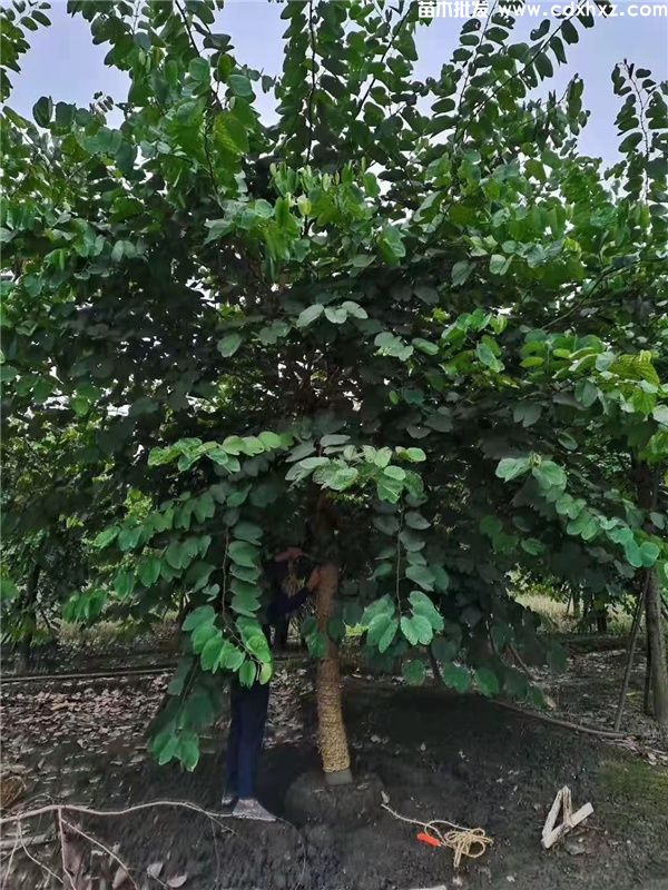 羊蹄甲基地实拍图片