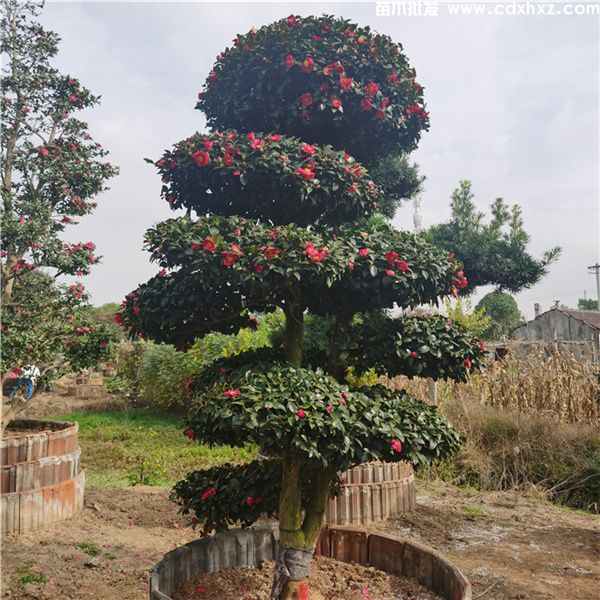 茶梅基地实拍图片