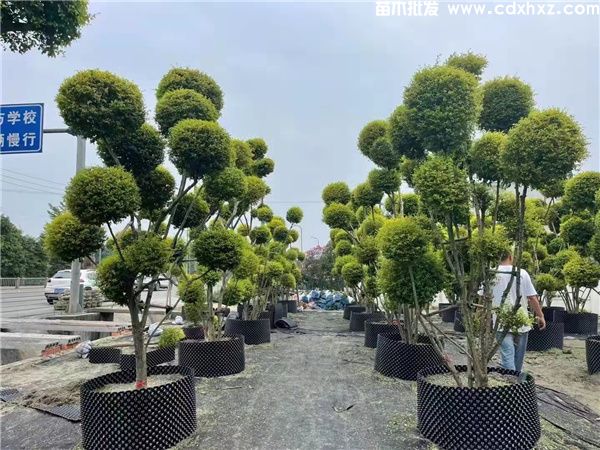 成都造型植物基地在哪里？