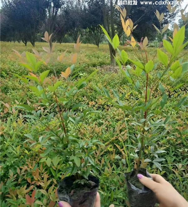 大叶黄杨基地实拍图片