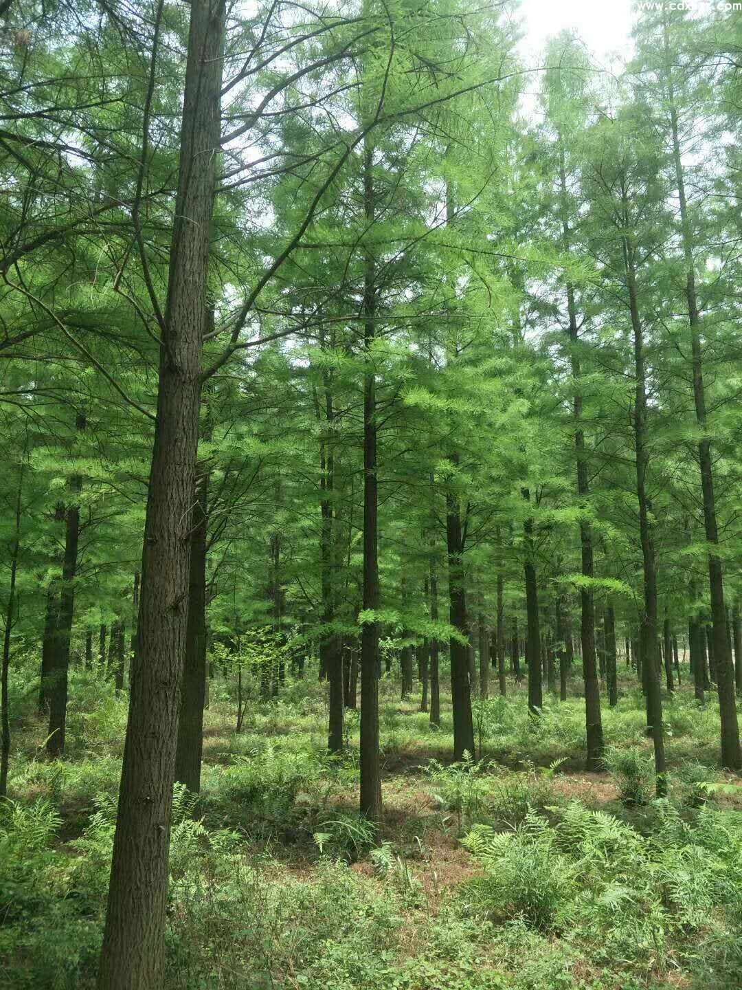 水杉基地实拍图片