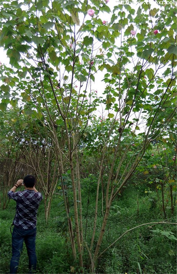 丛生木芙蓉图片