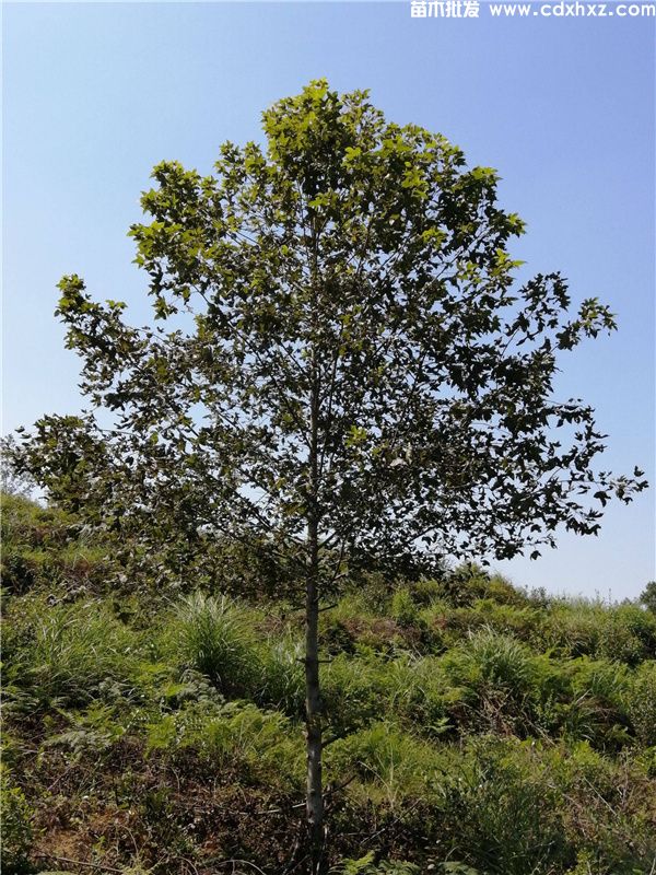 枫香基地实拍图片