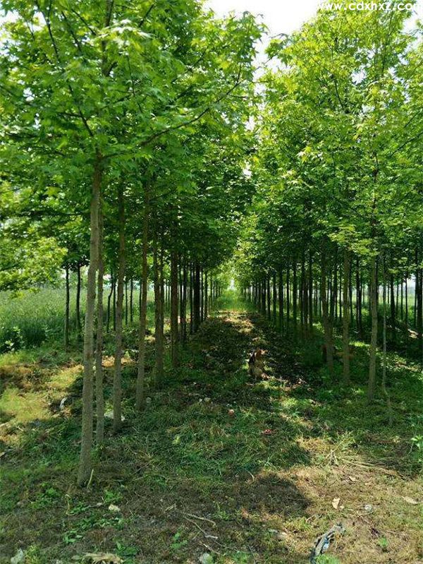 枫香基地实拍图片