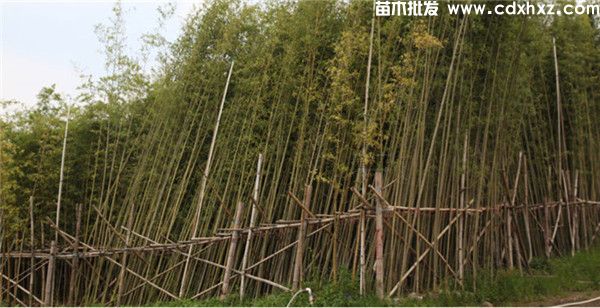 别墅庭院种什么品种的竹子?