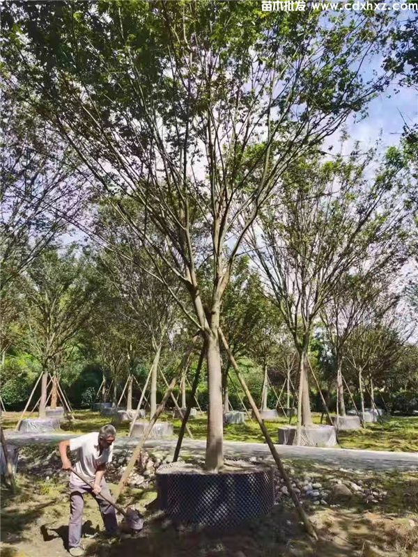 榉树基地实拍图片