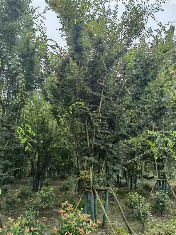 丛生榉树基地实拍图片