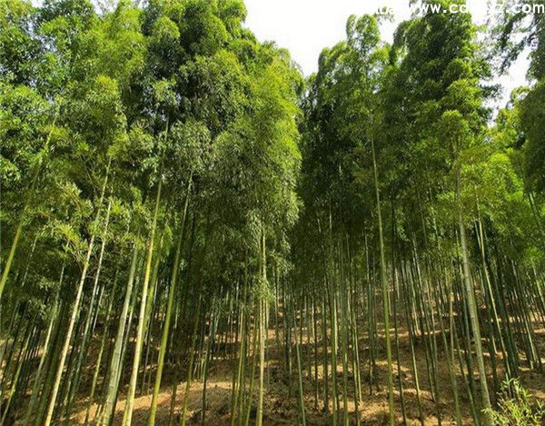 庭院矮竹品种有哪些？哪些竹子适合种植在庭院？(图1)