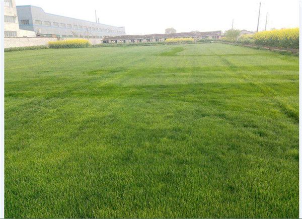 足球场的草坪是什么草？足球场草坪品种推荐(图1)