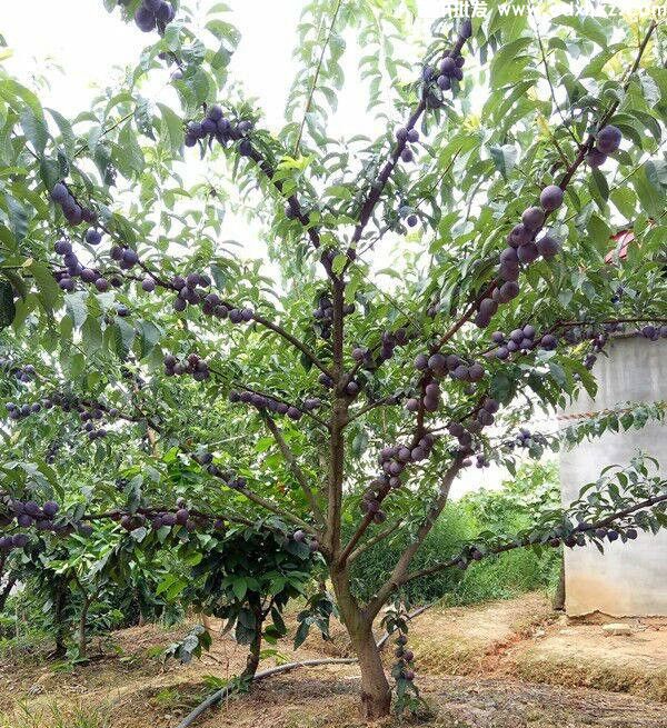 李子树基地实拍图片