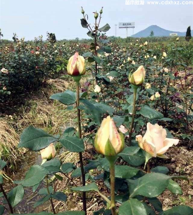 香槟色玫瑰哪里有卖？香槟色玫瑰基地批发电话