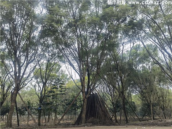 蓝花楹基地实拍图片