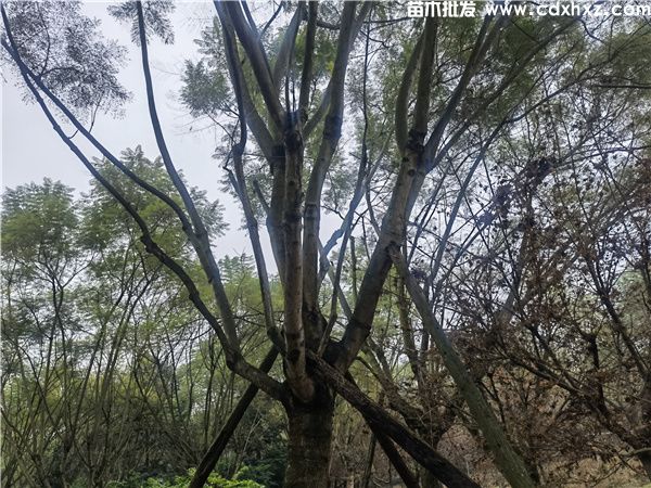 蓝花楹基地实拍图片