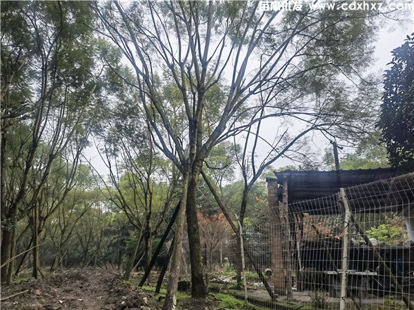 蓝花楹基地实拍图片