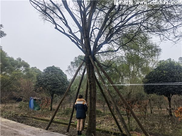 蓝花楹基地实拍图片