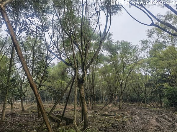 蓝花楹基地实拍图片