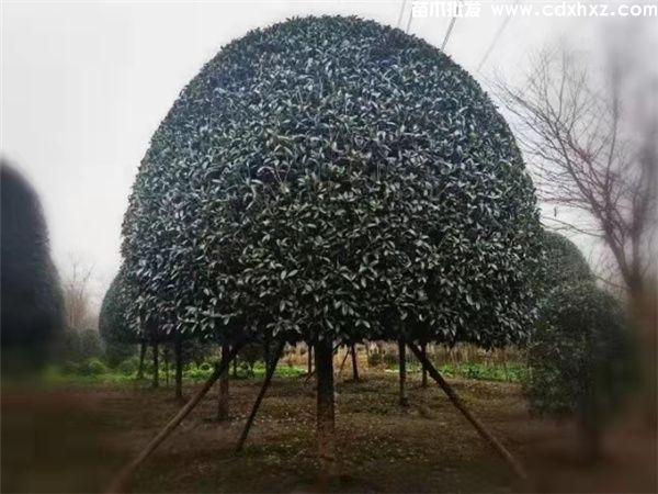 栽植桂花树的间距，每隔几米一株？