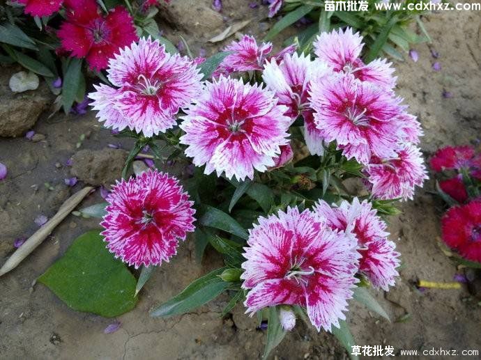 芝樱（丛生福禄考）营养杯苗盆景大量供应