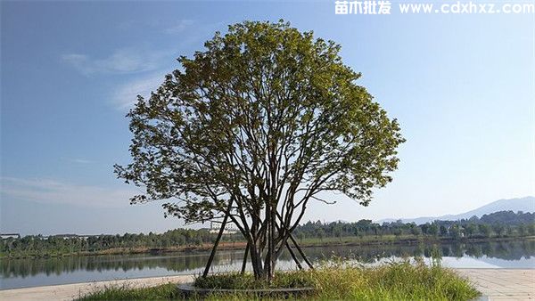 桂花树真实图片,分季节和分规格桂花图片展示