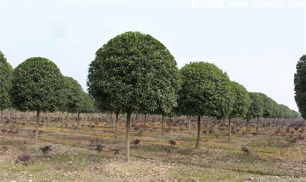 桂花树真实图片,分季节和分规格桂花图片展示