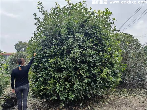 桂花树真实图片,分季节和分规格桂花图片展示