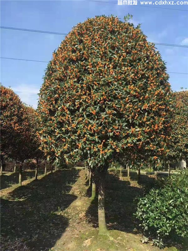 桂花树真实图片,分季节和分规格桂花图片展示