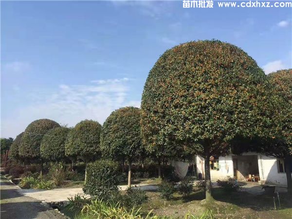 桂花树真实图片,分季节和分规格桂花图片展示