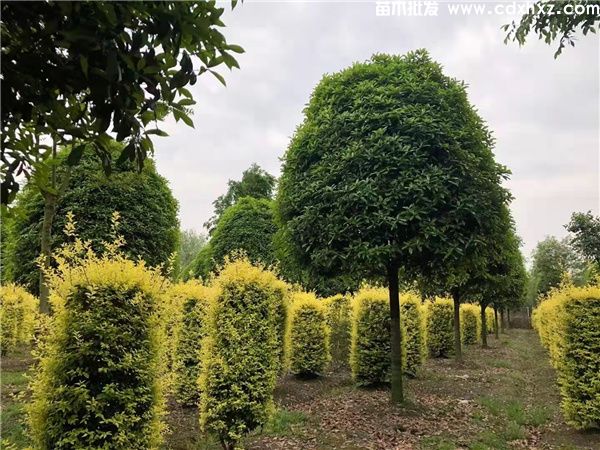 桂花树真实图片,分季节和分规格桂花图片展示