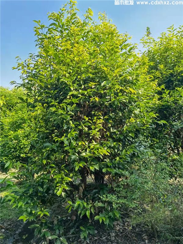 桂花树真实图片,分季节和分规格桂花图片展示