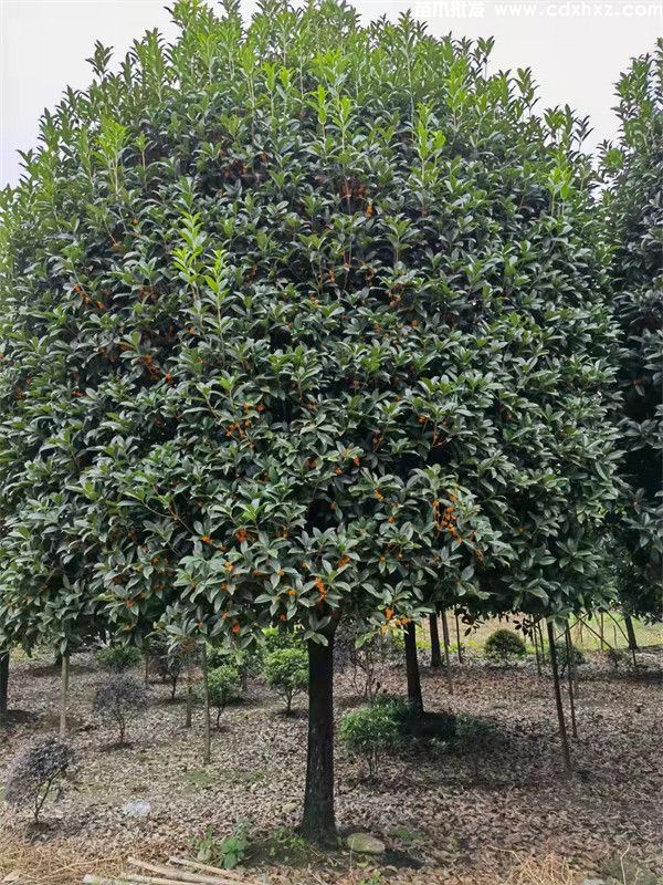 桂花树真实图片,分季节和分规格桂花图片展示