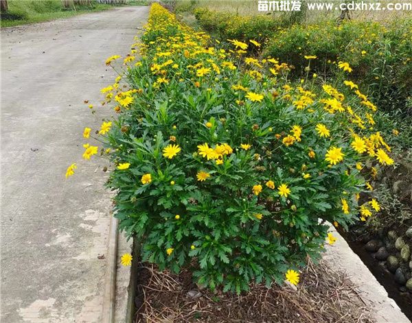 多年生观花观叶的地被植物有哪些？