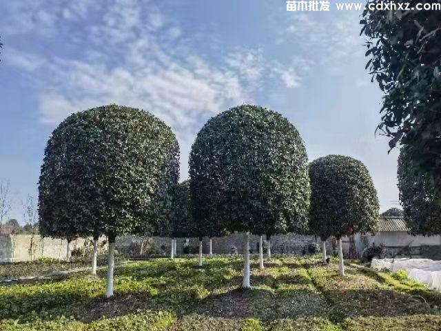 哪里有桂花树卖？西南地区便宜的基地