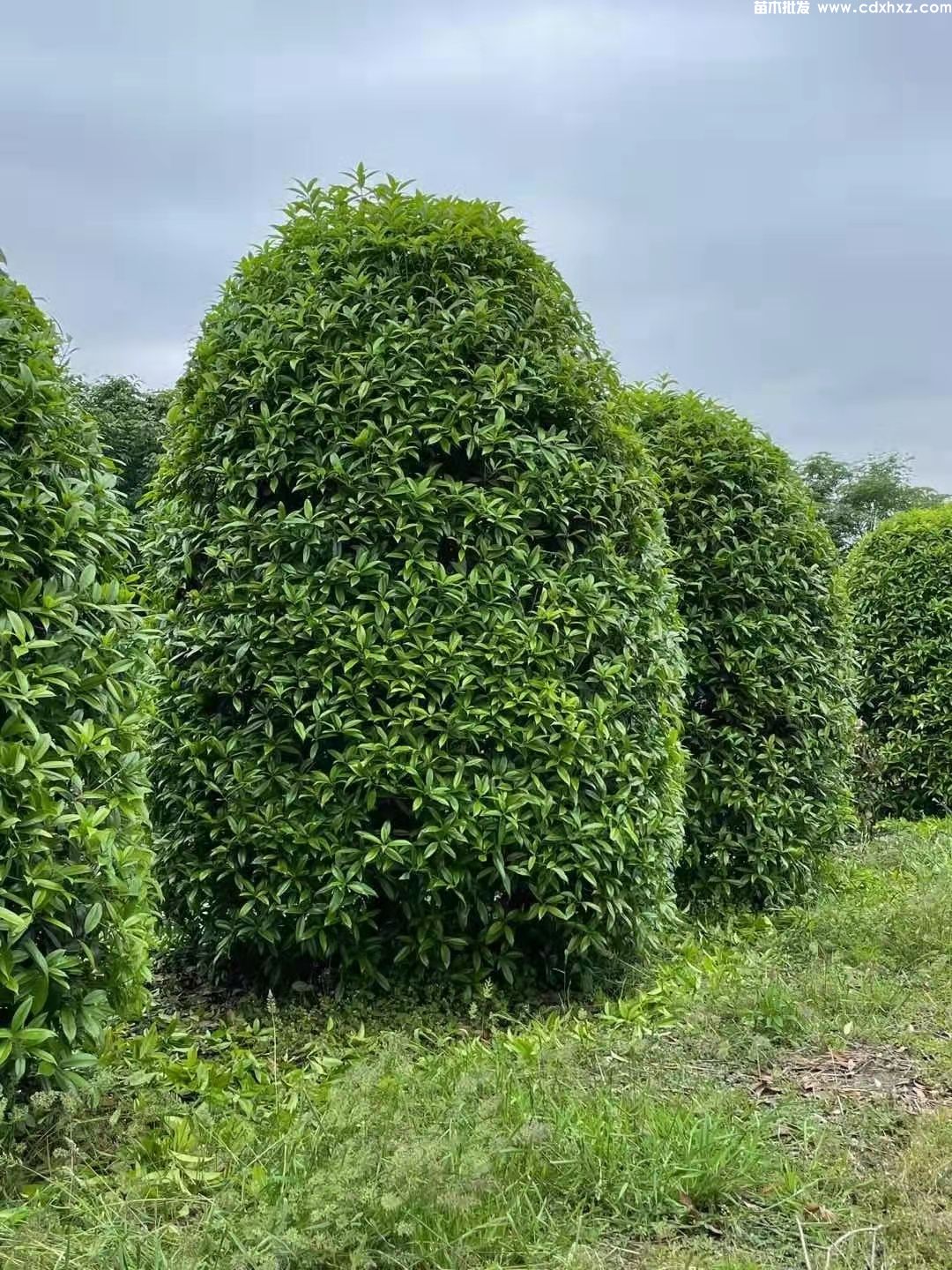 哪里有桂花树卖？西南地区便宜的基地