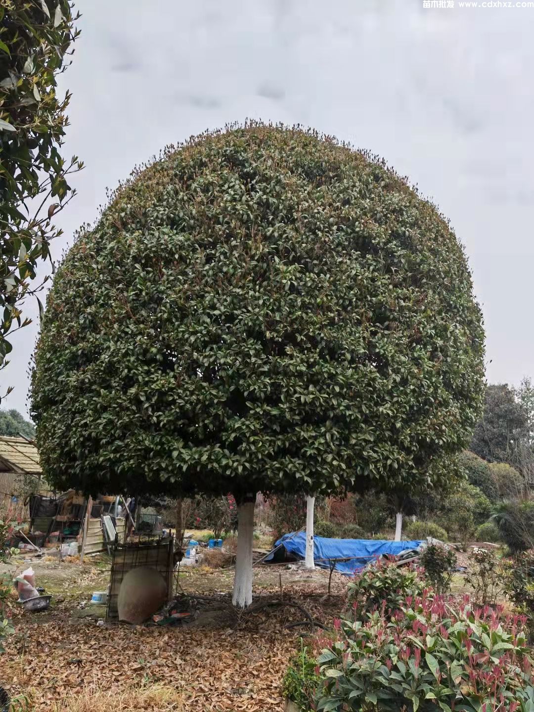 哪里有桂花树卖？西南地区便宜的基地