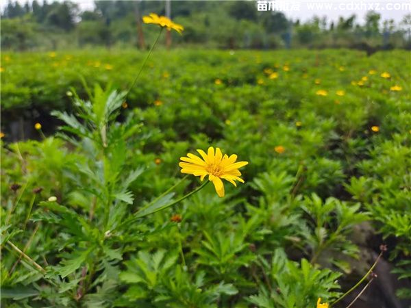 木春菊一平米栽多少颗？多少钱一平米？