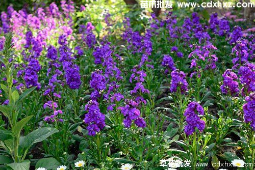四川地区适合种植哪些花卉？
