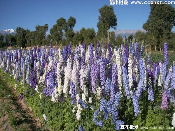 四川地区适合种植哪些花卉？