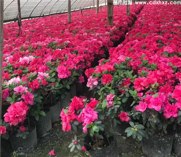 四川地区适合种植哪些花卉？