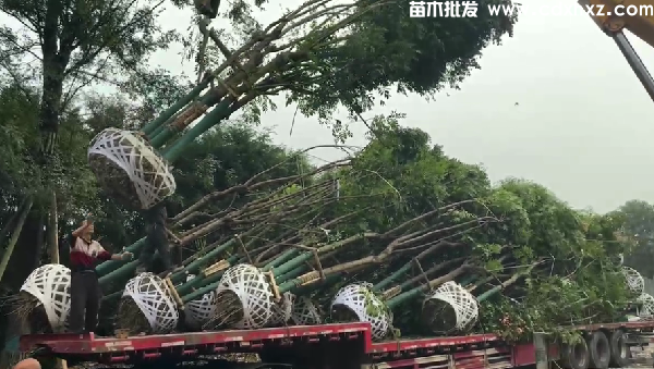 18公分栾树基地：工程栽植规格-养护-批发-报价