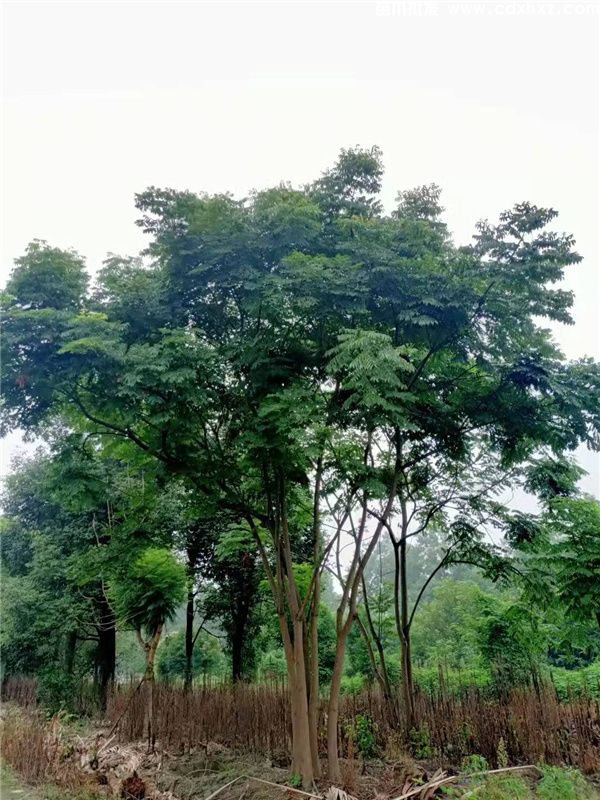 18公分栾树基地：工程栽植规格-养护-批发-报价