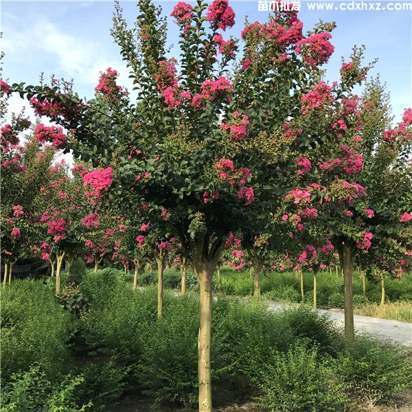 12公分紫薇基地：工程栽植规格-养护-批发-报价